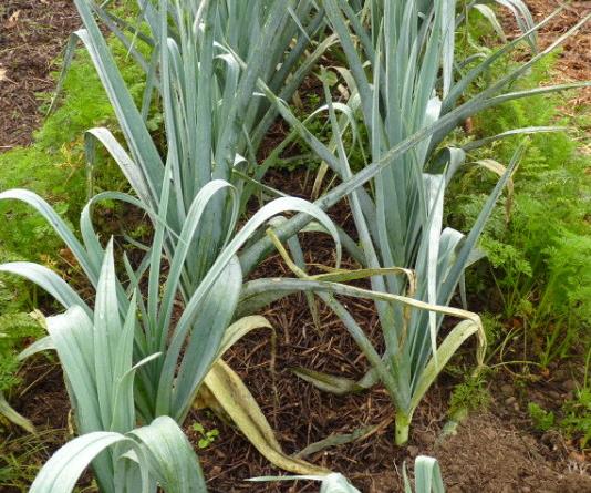 Allium ampeloprasum Porrum Geant De Suisse - Alho Poró gigante da Suíça, Alho-Poró gigante Suíço verão precoce, Alho Por