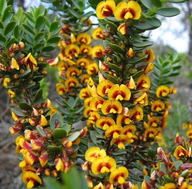 Eutaxia myrtifolia - Esperance Wildflower, Flor Selvagem de Esperance, Arbusto Ovos e Bacon, Eggs & B