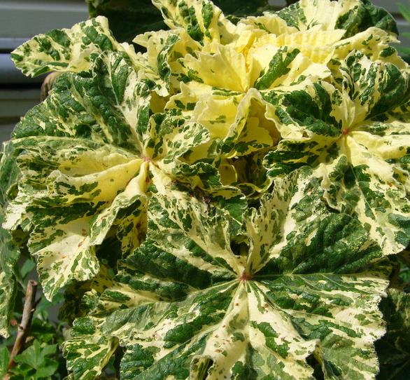 Lavatera arborea Variegata - Flor do Bispo, Lavaterra. Malva Real Arbórea, Lavatera Variegata