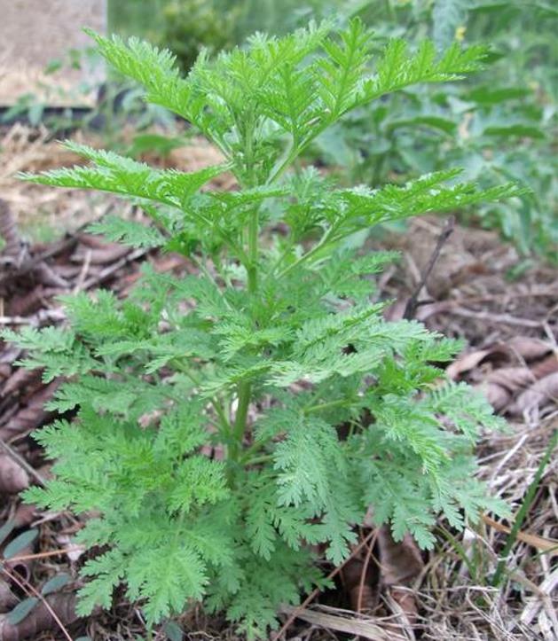 Artemisia annua - Artemisia Doce, Artemisia Antimalárica, Erva Mágica, Chinese Wormwood, Qing Hao
