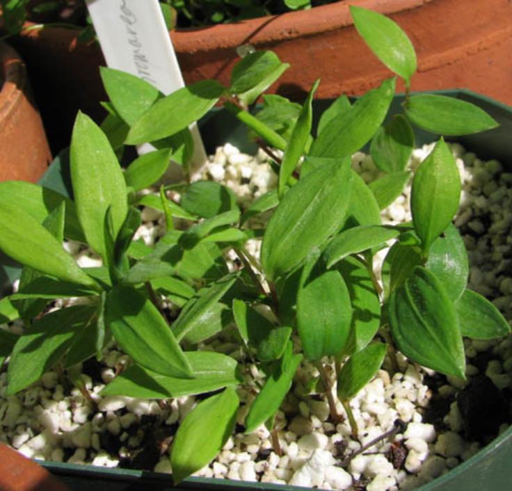 Bomarea multiflora - Bomarea, Trepadeira Lírio Bomarea, Lírio da Colômbia