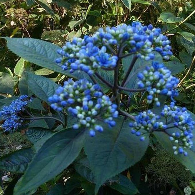 Dichroa febrifuga - Hortência Tibetana, Hortênsia Perene Azul, Quinino Chinês