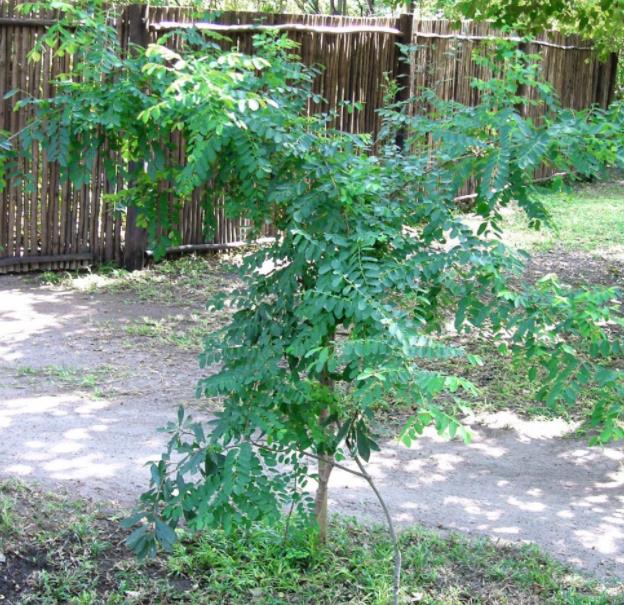 Phyllanthus reticulatus (Kirganelia reticulata) - Groselha da África, Planta da Batata Assada, Arbusto Batata Assada, Ro