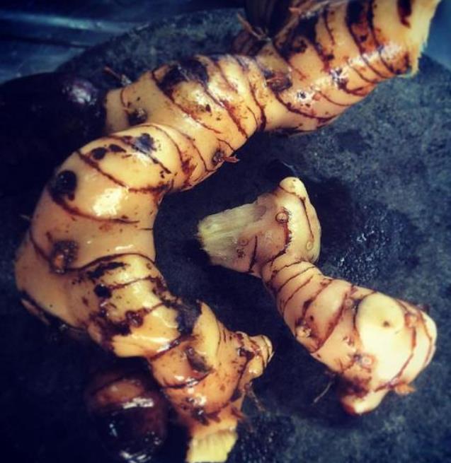 Alpinia galanga (Rizoma) - Galanga, Kew Lam (Gengibre Azul), Thai Ginger, Galangal (Rizoma)