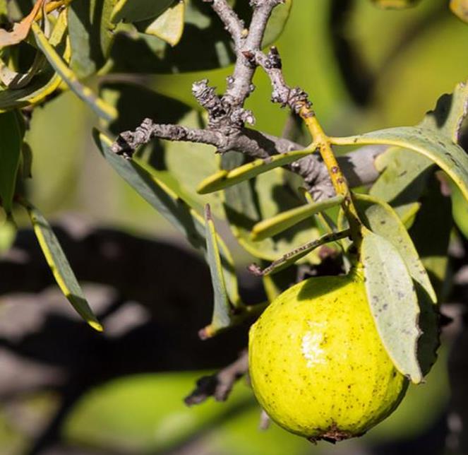 Santalum spicatum - Sândalo, Sândalo Australiano, Sandalwood, Quandong