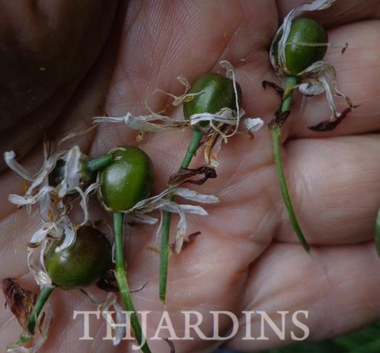 Asphodelus albus - Asfódelo Branco, Asfódelo de Líquen de Bordas Brancas