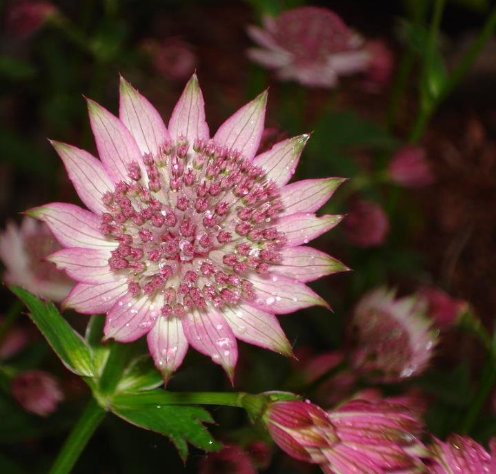 Astrantia maxima (Astrantia heterophylla, Astrantia speciosa) - Estrela Maior, Grande Obra-Prima, Masterwort