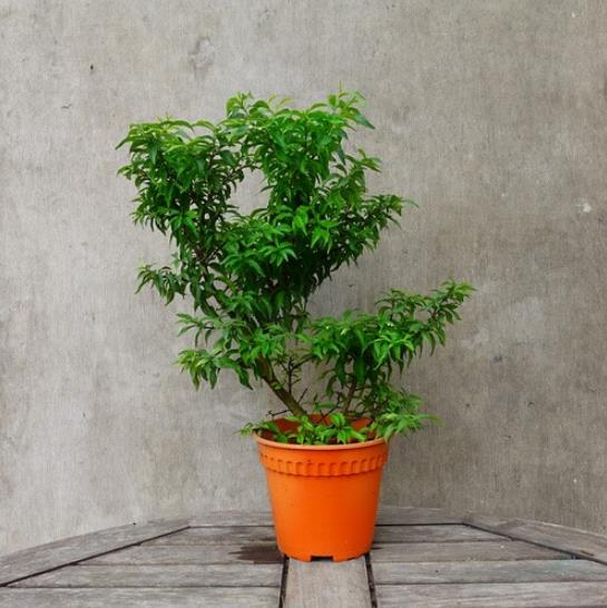 Wrightia religiosa (Echites religiosus) - Budista sagrado, Jasmim de água, Flor sagrada