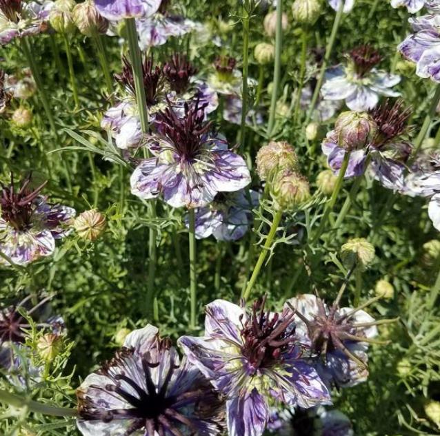 Nigella papillosa 'Delft Blue' - Amor em uma Névoa Delft Blue, Love in a Mist 'Delft Blue', Nigella Flor Eterna