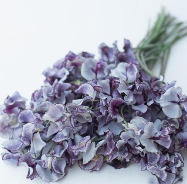 Lathyrus odoratus 'Nimbus Spencer' - Ervilha Doce Nimbus Spencer, Ervilha Doce Perfumada Nimbus