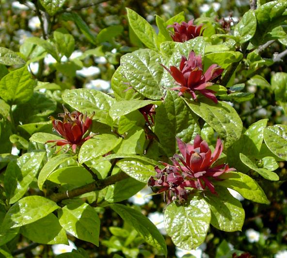 Calycanthus floridus - Carolina pimenta da Jamaica, Arbusto abacaxi, Arbusto morango, Arbusto doce