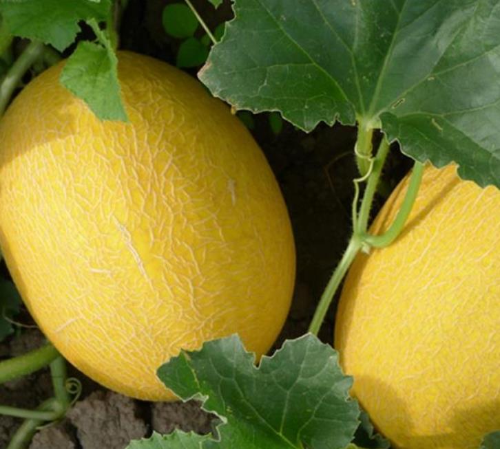 Cucumis armenian giant (Certificação Orgânica) - Melão Gigante Armênio, Melão Persa Gigante, Melão Gigante Doce Milagre