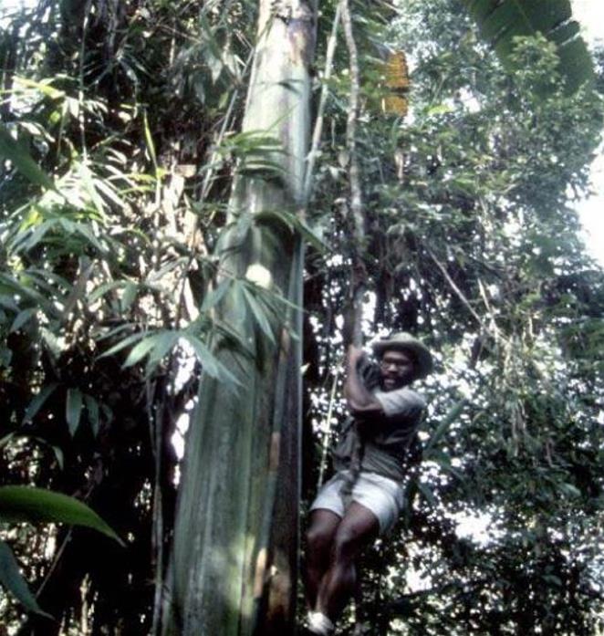 Musa ingens - Bananeira Gigante, Banana Gigante das Terras Altas
