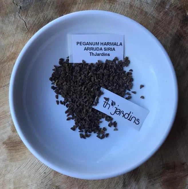 Peganum harmala - Arruda Síria, Arruda Selvagem, Harmal, Arruda Africana