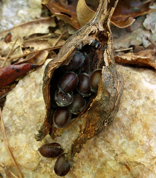 Calycanthus floridus - Carolina pimenta da Jamaica, Arbusto abacaxi, Arbusto morango, Arbusto doce