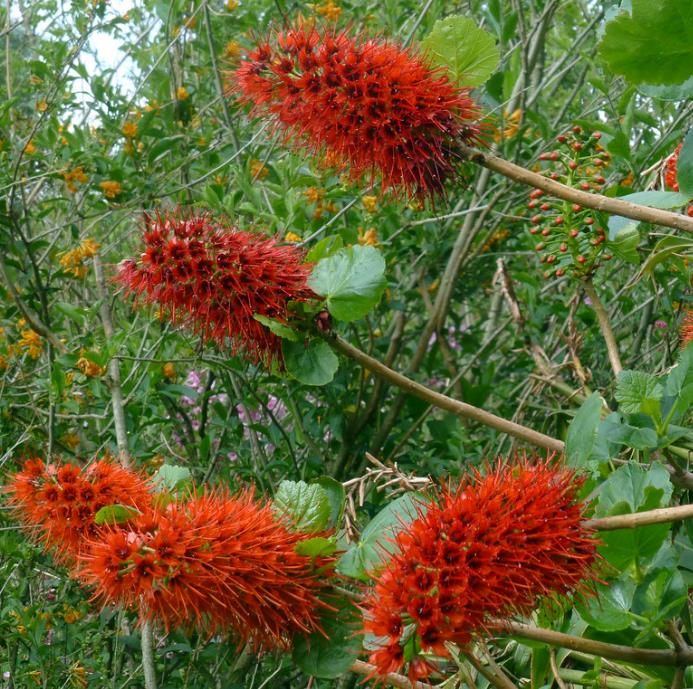 Greyia sutherlandii  - Escova de Garrafa Sul Africana, Mamadeira de Natal, Natal Botlebrush, Pincel de