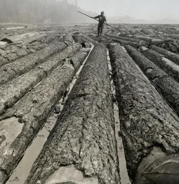 Pseudotsuga menziesii var. menziesii  - Coast Douglas Fir, Douglas Fir, Abeto Douglas da Costa, Pinheiro do Oregon