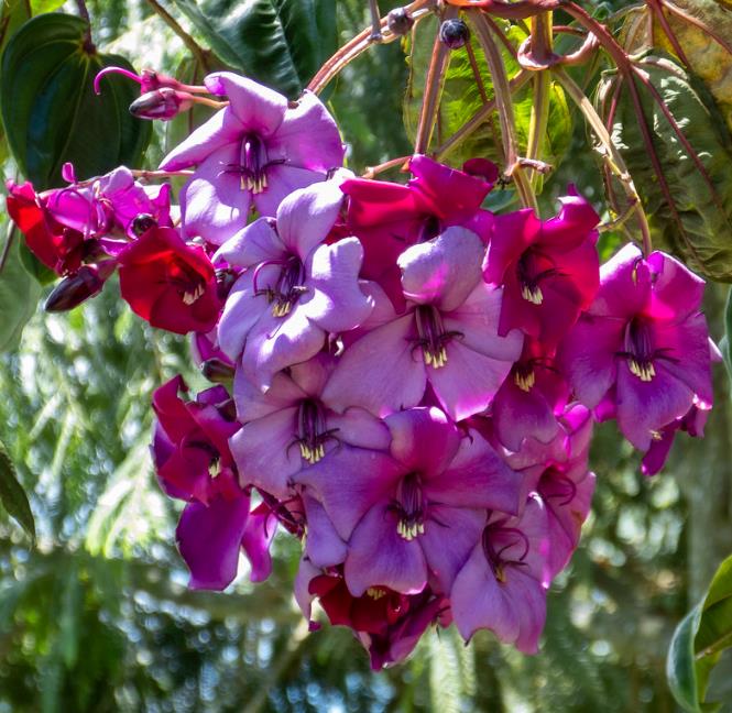 Meriania nobilis - Manacá Colombiano, Meriania, Amarrabollo, Amaraboyo