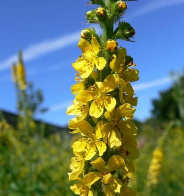 Agrimonia eupatoria - Eupatória, Erva Milagrosa, Erva dos Gregos, Erva Hepática, Campanários de Igreja