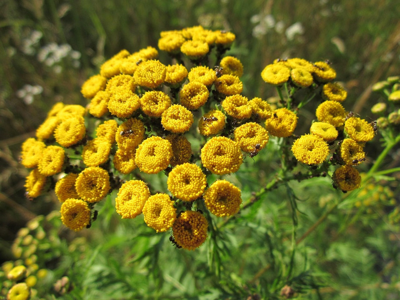 Tanacetum vulgare - Catinga de Mulata, Atanásia, Tanaceto, Erva dos Vermes, Palma Crespa