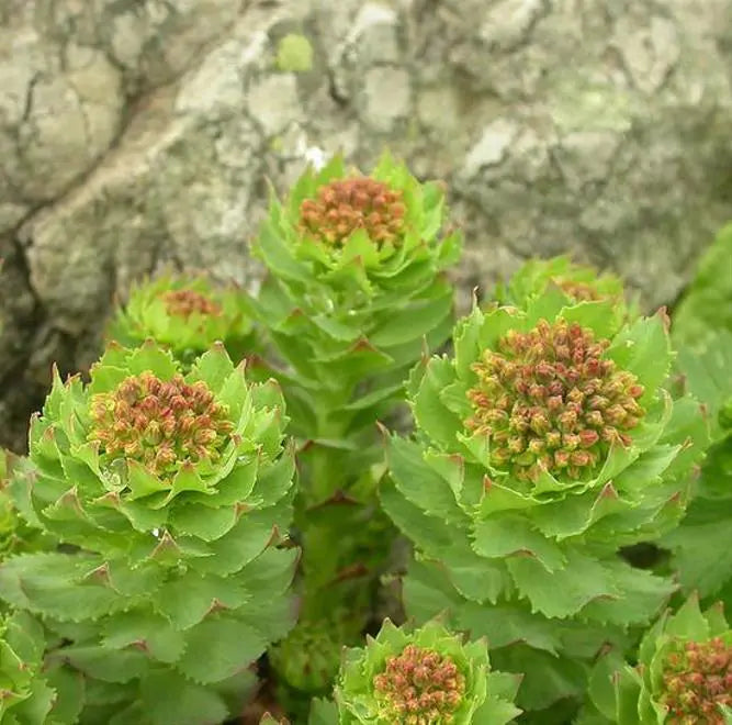 Rhodiola rosea - Raiz de Ouro, Rhodiola, Raiz Dourada, Raiz do Ártico, Roseroot, Golden Root