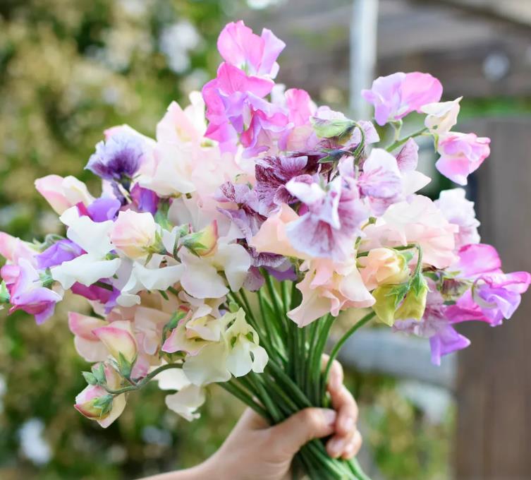 Lathyrus odoratus 'Ripple Mixed' - Ervilha Doce Ripple 'Seleção Premium', Ervilha Doce 'Super Perfumada' Mix