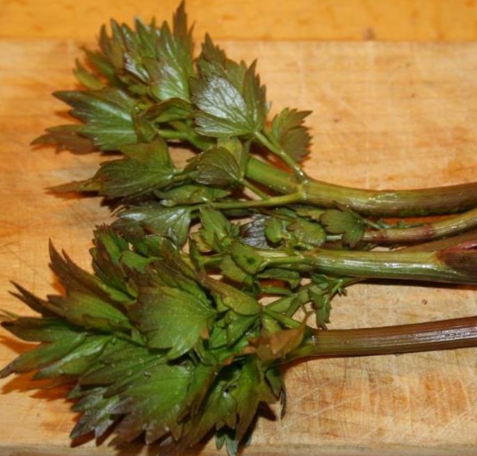 Levisticum officinale - Levistico, Liveche, Lovage, Erva Maggi, Folhas de Ligústica