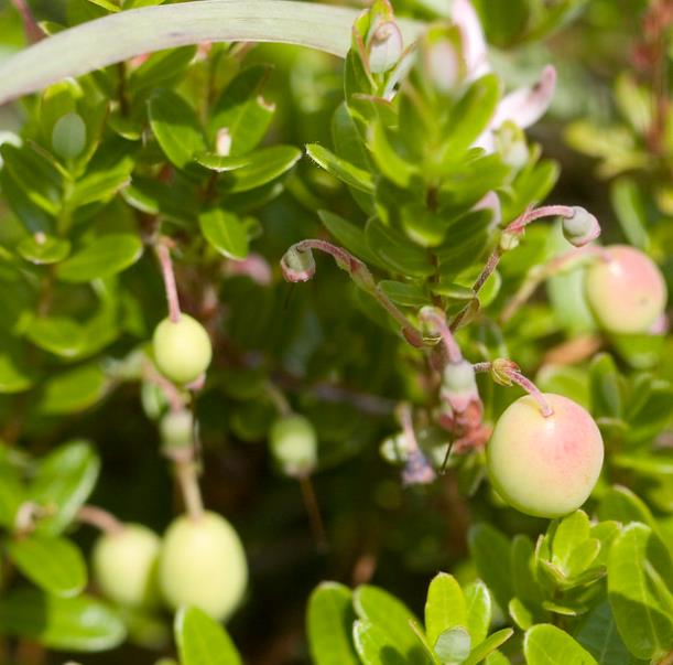Vaccinium macrocarpon - Cereja Oxicoco, Oxycocus, American Cranberry Oxycoccus