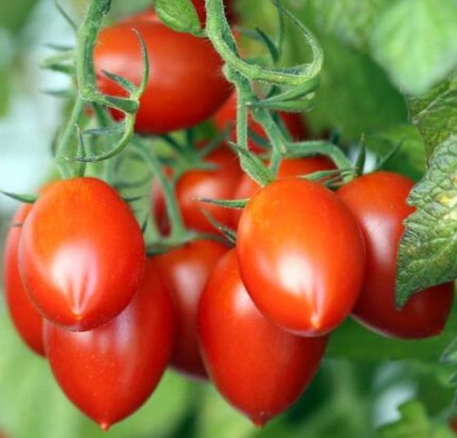 Solanum lycopersicon Amish Paste (Orgânico) - Tomate Pasta Amish, Tomate Amish Paste