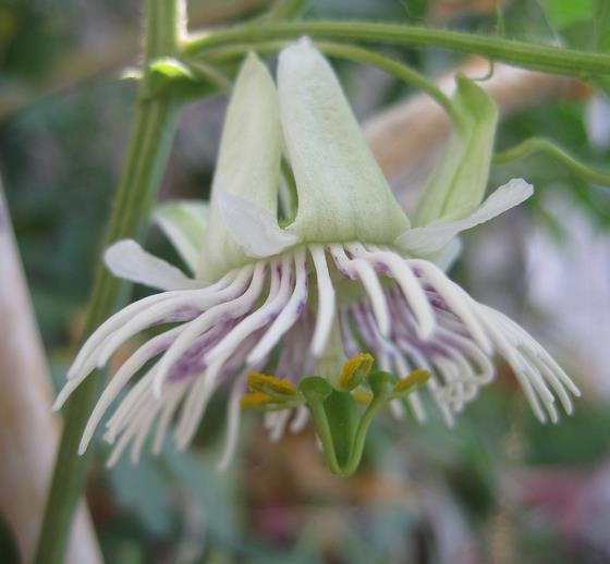 Passiflora morifolia - Maracujá doce azul, maracujá doce roxo