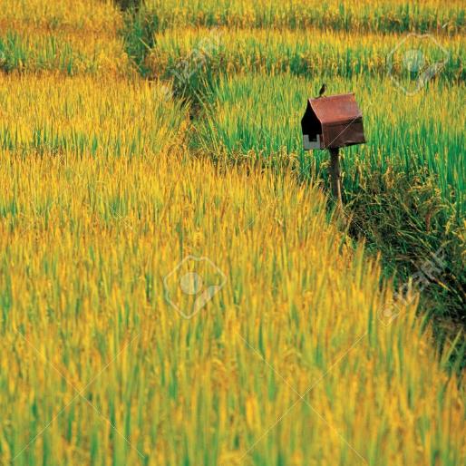 Oryza sativa Carolina gold - Arroz Carolina Gold, Arroz de ouro da Carolina, Sementes de ouro, Grãos de ouro