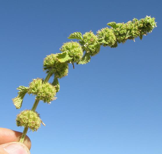 Marrubium vulgare - Marroio, Marroio branco, Hortelã de folha grossa, Hortelã do Maranhão, Incenso