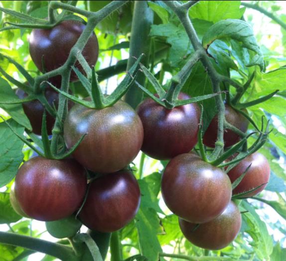 Solanum lycopersicon Black Cherry - Tomate Cereja Preto