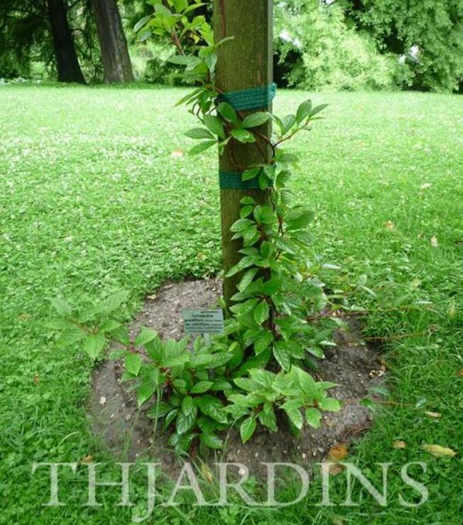 Schisandra chinensis - Cereja dos 5 Sabores (Wu-Wei-Zi), Magnolia Berry, Limonnik, Uva Vermelha