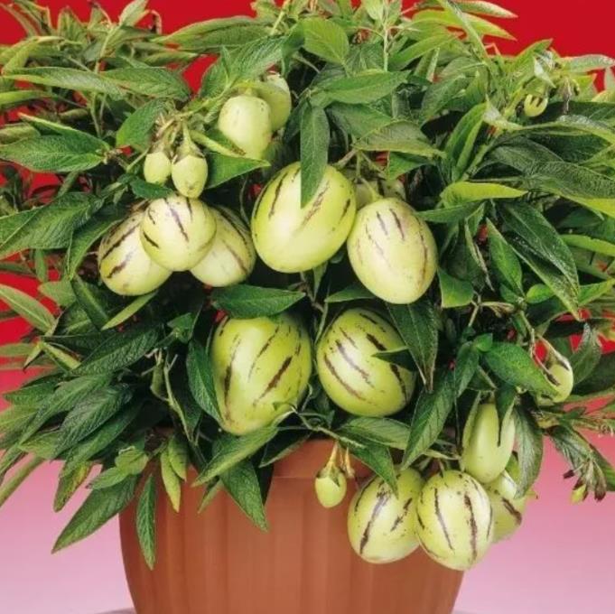 Solanum muricatum - Melão-Pera, Melão Andino, Melão dos Andes, Pepino doce