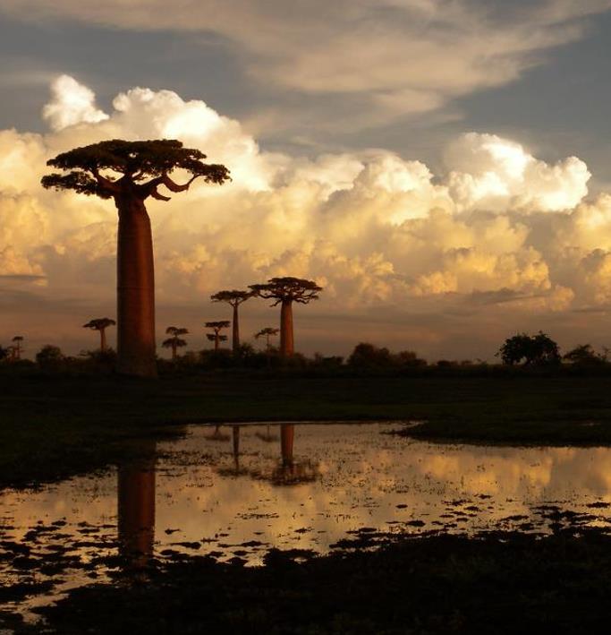 Adansonia grandidieri - Baobá Grandidieri, Baobá de Madagascar, Baobá de Morondava