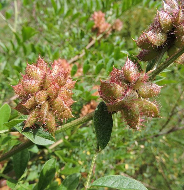 Glycyrrhiza glabra - Alcaçuz, Liquorice, Licorice, Raiz doce, Regaliz