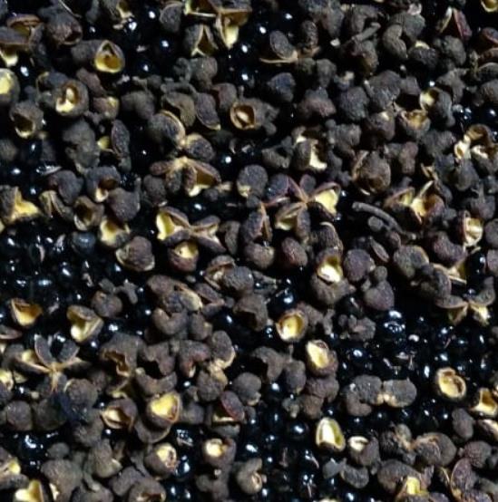 Zanthoxylum rhetsa (Zanthoxylum limonella) - Pimenta Sichuan indiana, Pimenta tirphal,Triphal pepper, Teppal pepper