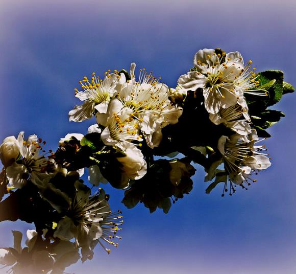 Prunus domestica 'Golden Honey' - Ameixeira, Ameixa Mel Dourado