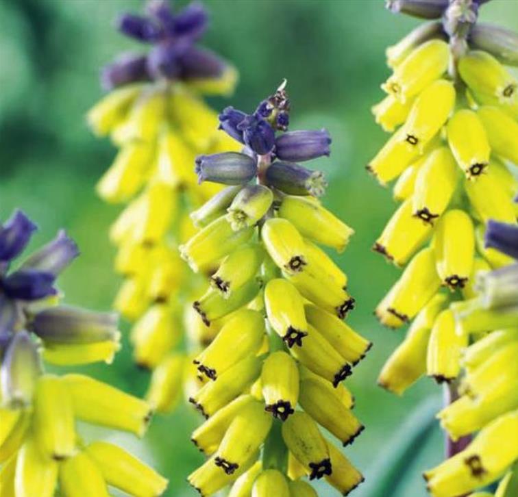 Muscari spp Mix - Jacinto Uva Floração Mix