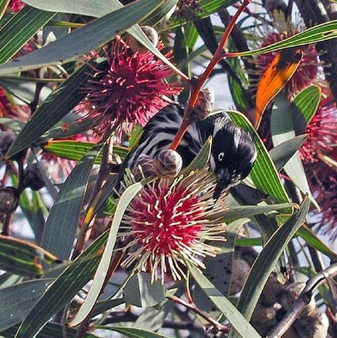 Hakea laurina - Protea Hakea Almofada de Alfinetes, Pincushion Hakea, Hakea Ouriço do Mar