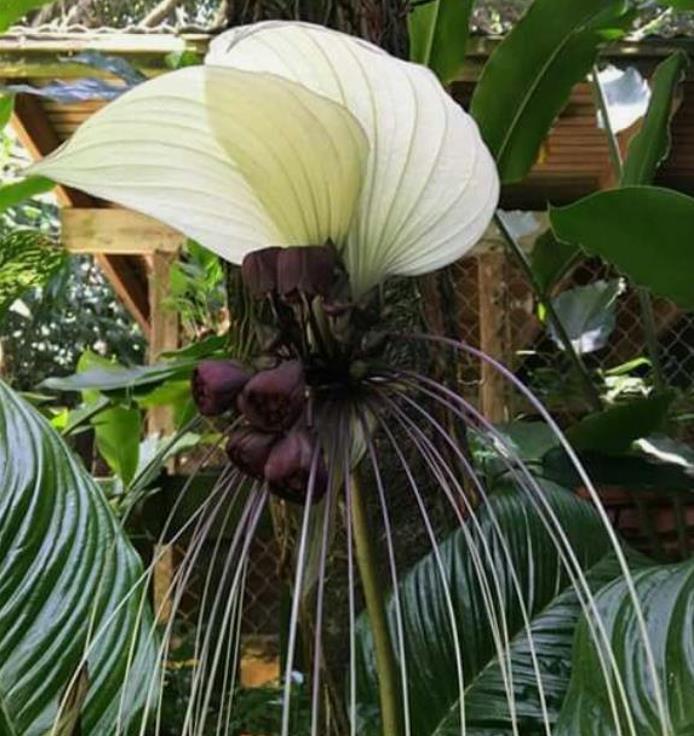 Tacca Nivea - Flor Morcego Branca, Orquídea Branca, Bat Flower, Flor de Orquídea Branca