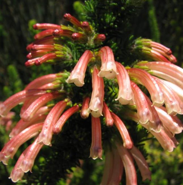 Erica glandulosa subsp. Glandulosa - Érica glandulosa, Charneca glandulosa, Urze