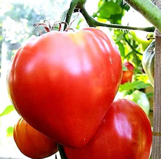 Solanum lycopersicon Oxheart Giant (C.O) - Tomate Gigante Coração-de-Boi, Tomate Coração de Boi Gigante