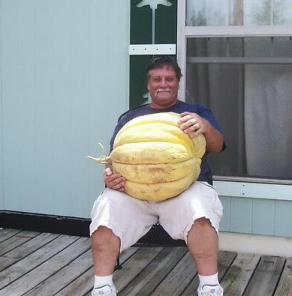 Cucumis melo "Guinnes" North Carolina Giant Cantaloupe - Melão Gigante Guinnes Cantaloupe, Melão Cantaloupe Gigante da C