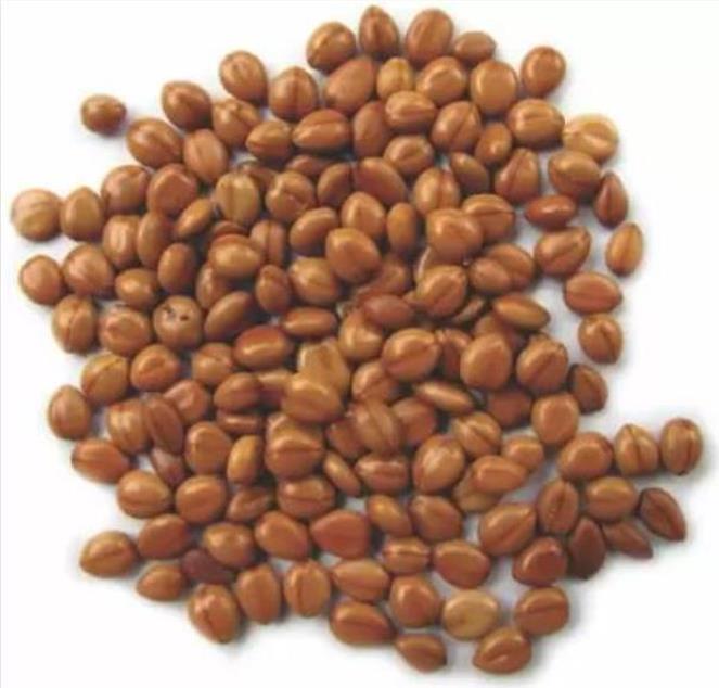 Cassia javanica ssp. Nodosa - Cassia Flor de Maçã, Cassia Rosa, Cassia Javanesa, Cássia Chuveiro de Java