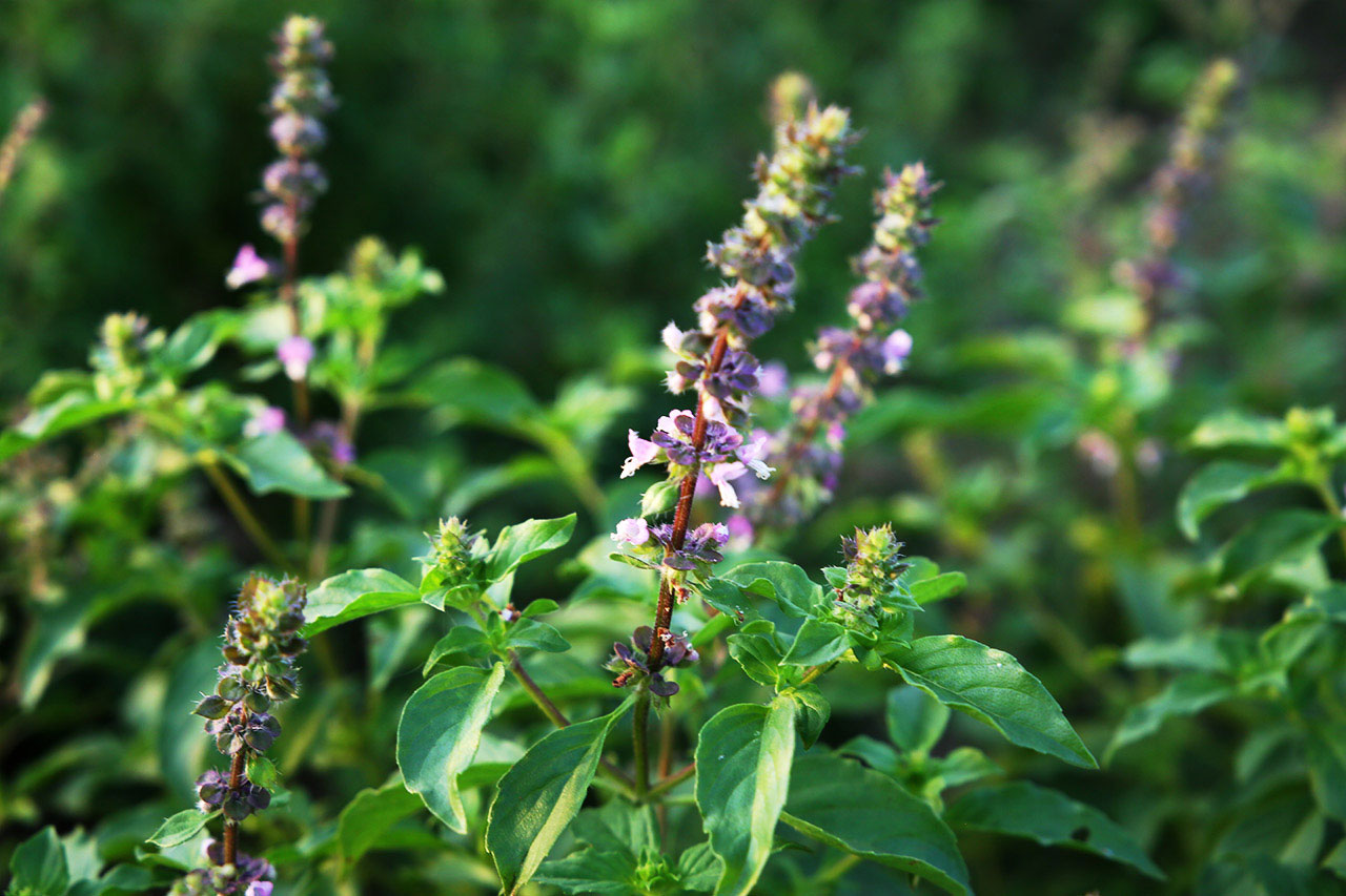 Ocimum tenuiflorum - Manjericão Sagrado, Manjericão-Santo, Tulsi