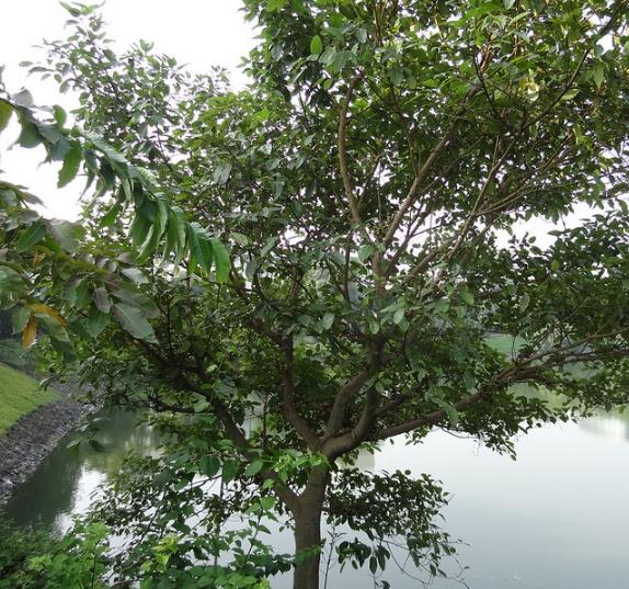 Ficus racemosa - Figueira de cacho, Figo de Cacho, Figueira Goolar, Figo do Rio Vermelho, Cluster
