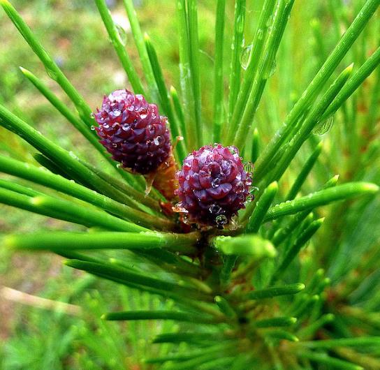 Pinus tabuliformis - Pinheiro vermelho Manchuriano, Pinheiro Chinês do Sul, Pinheiro vermelho Chinês