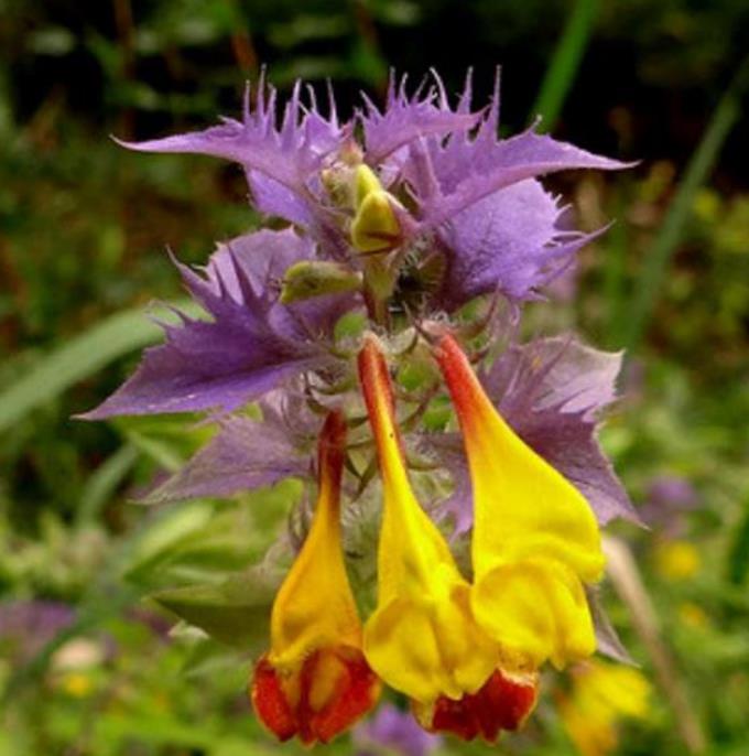 Melampyrum nemorosum -  Flor Dia e Noite, Bandeira Sueca , Night and Day
